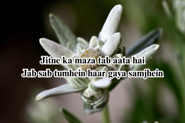 best motivational shayari