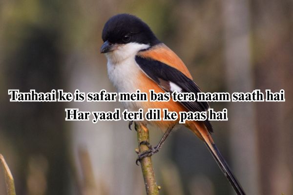 sad shayari for you